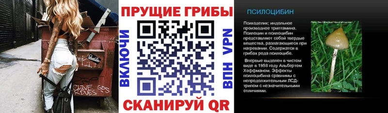 Галлюциногенные грибы Psilocybe  Купить закладки  Урень 
